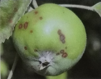 Múčnatka jabloní, Chrastavitosť jadrovín, Mínerka pórová